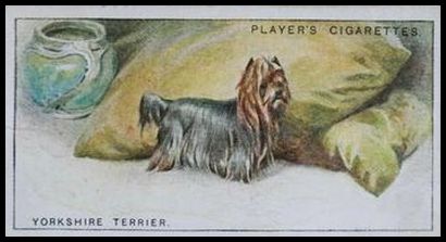48 Yorkshire Terrier
